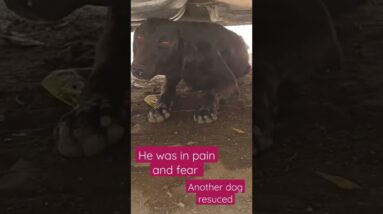 New Dog rescued 🐶 Please pray for his recovery #dog #dogrescue #animalrescue #shorts