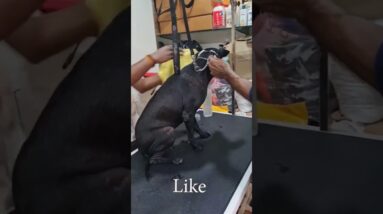 Dog Rescue and Amazing Transformation #dogrescue #straydogs #dogngo #lisasimmi
