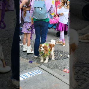 The Cutest Parade To Ever Exist #mardigras #frenchquarter #NewOrleans #kreweofbarkus