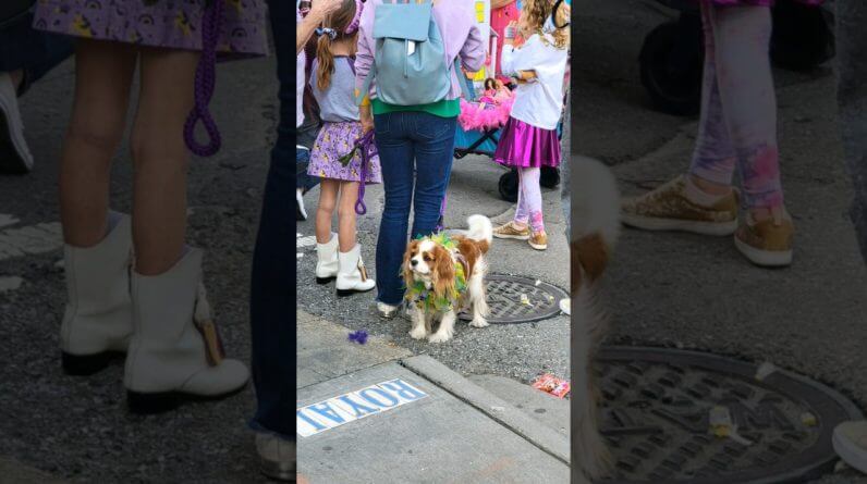 The Cutest Parade To Ever Exist #mardigras #frenchquarter #NewOrleans #kreweofbarkus 1 The Cutest Parade To Ever Exist #mardigras #frenchquarter #NewOrleans #kreweofbarkus